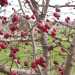 Il biancospino con le sue caratteristiche bacche rosse commestibili